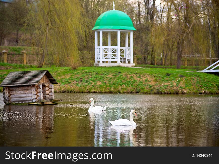 Two white swans swimming in the lake. Two white swans swimming in the lake