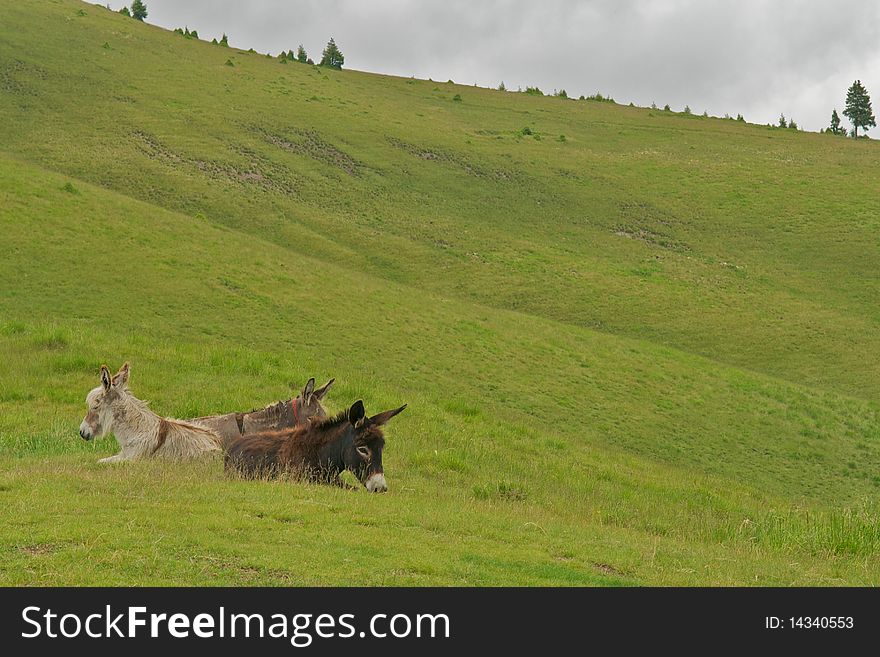 Three wild donkeys sitting on grass.