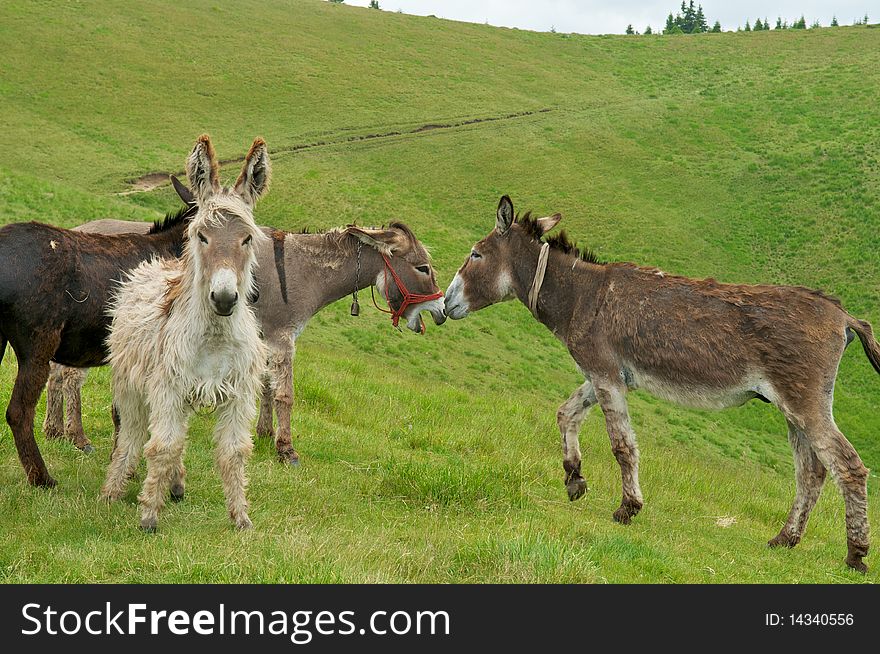 Wild donkeys sitting on grass.