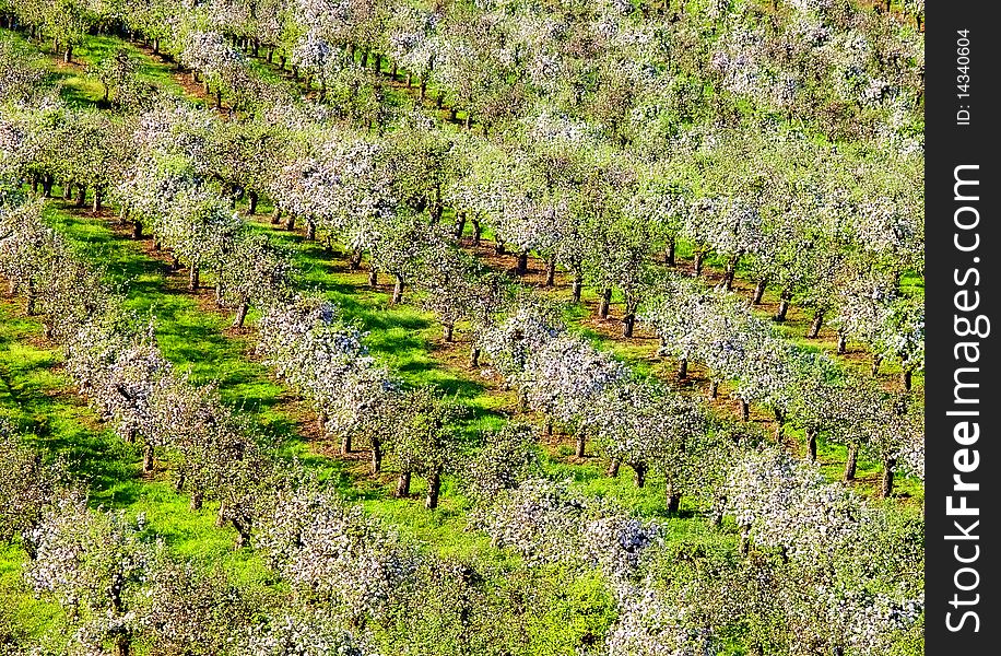 orchards in spring time