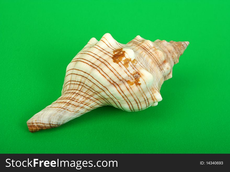 Sea cockleshell on  green background