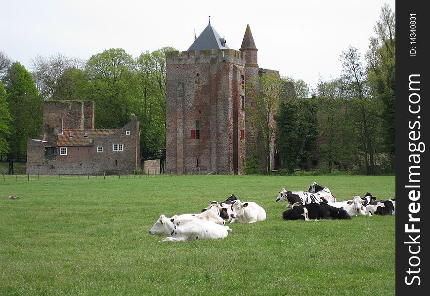 Dutch cattle in the field