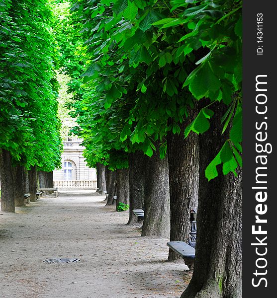 A row of chestnut trees in The Tuilleries Garden in Paris France.