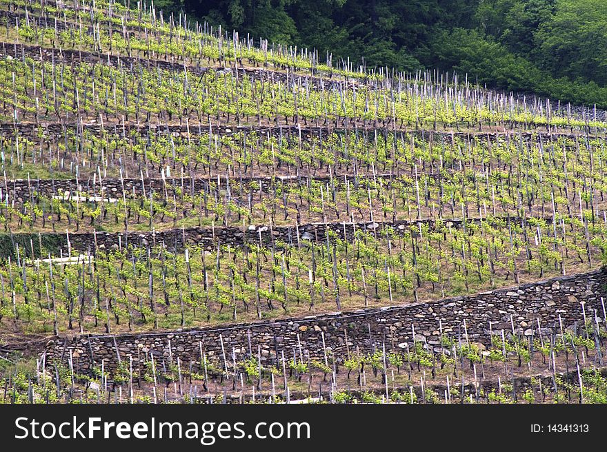 Typical terraced vineyards of Valtellina