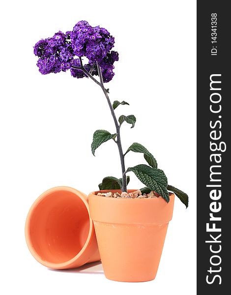 Plant with violet colours in a ceramic pot on a white background. Plant with violet colours in a ceramic pot on a white background.