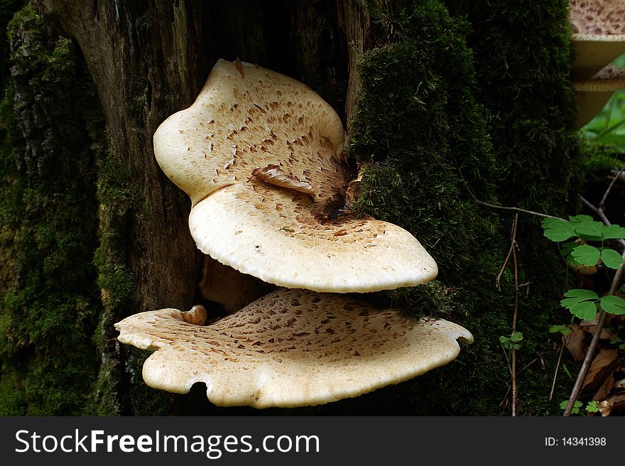 Polyporus squamosus, two mushrooms, moss