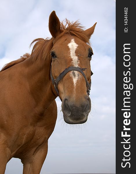 Picture of brown horse, close up. Picture of brown horse, close up