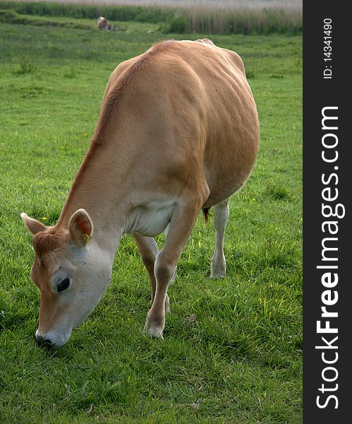 Beautiful jersey cow grazing