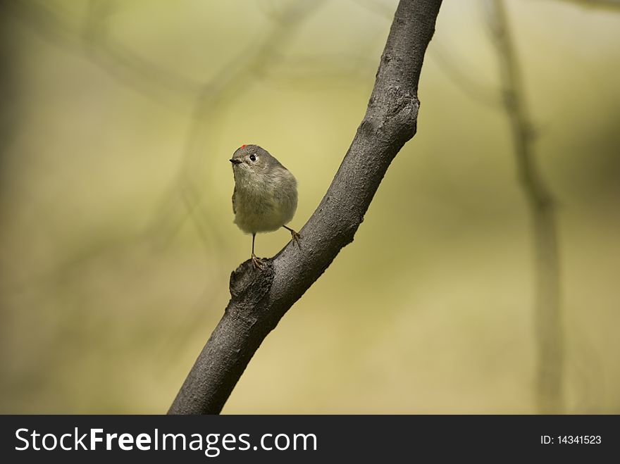 The hard to photograph Ruby-crowned Kinglet in Central Park, New York City during spring migration. The hard to photograph Ruby-crowned Kinglet in Central Park, New York City during spring migration