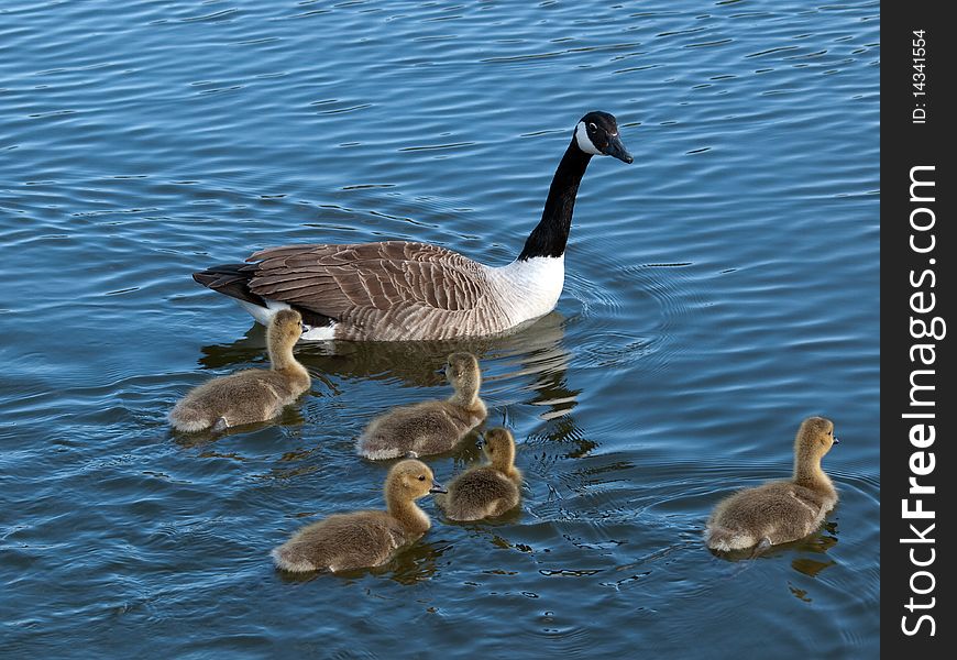 Canada goose with  goslings