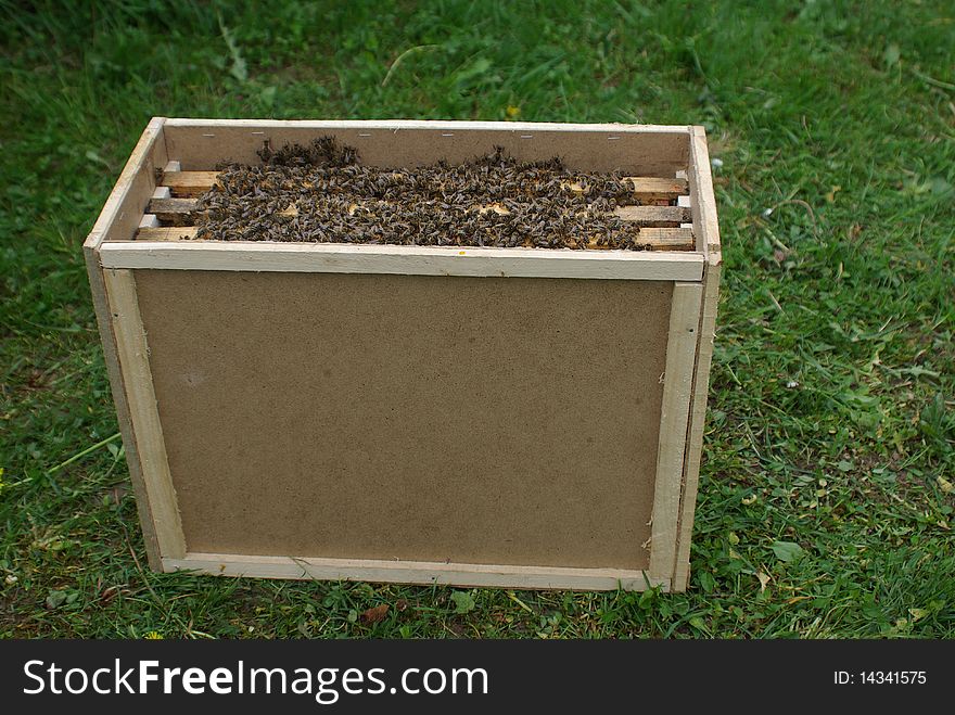 Bees on frames in a transfer beehive. Bees on frames in a transfer beehive