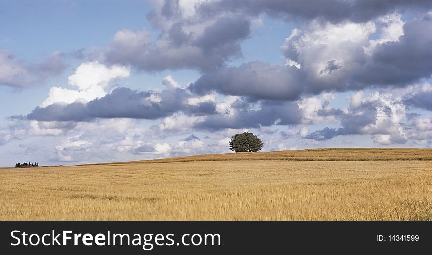 Single lonely tree in the wheat field