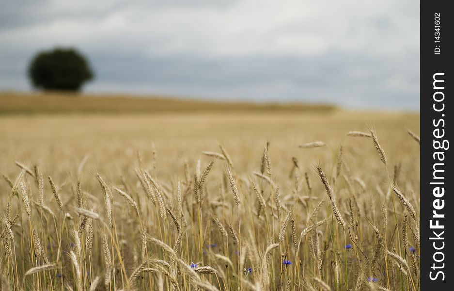 Shot of wheat field with shallow depth of field with single tree in background. Shot of wheat field with shallow depth of field with single tree in background