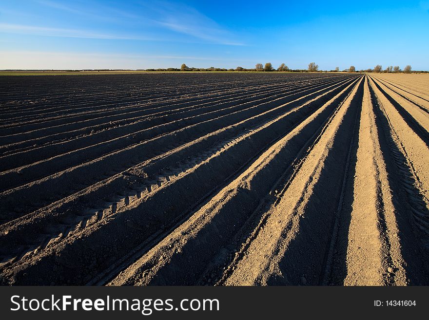 Cultivated new potato field in spring time