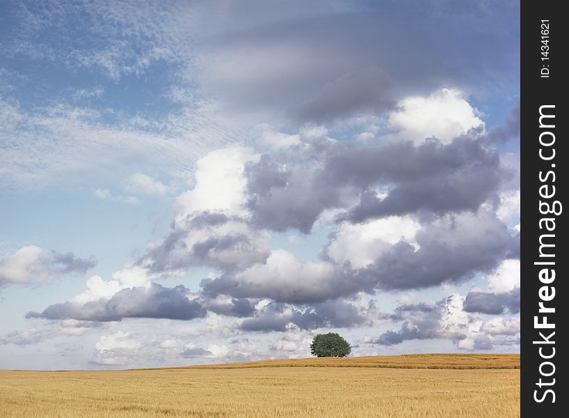 Single green tree in the wheat field under heavy sky. Single green tree in the wheat field under heavy sky