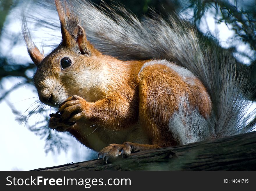 Red squirrel sitting on a branch, close up. Red squirrel sitting on a branch, close up