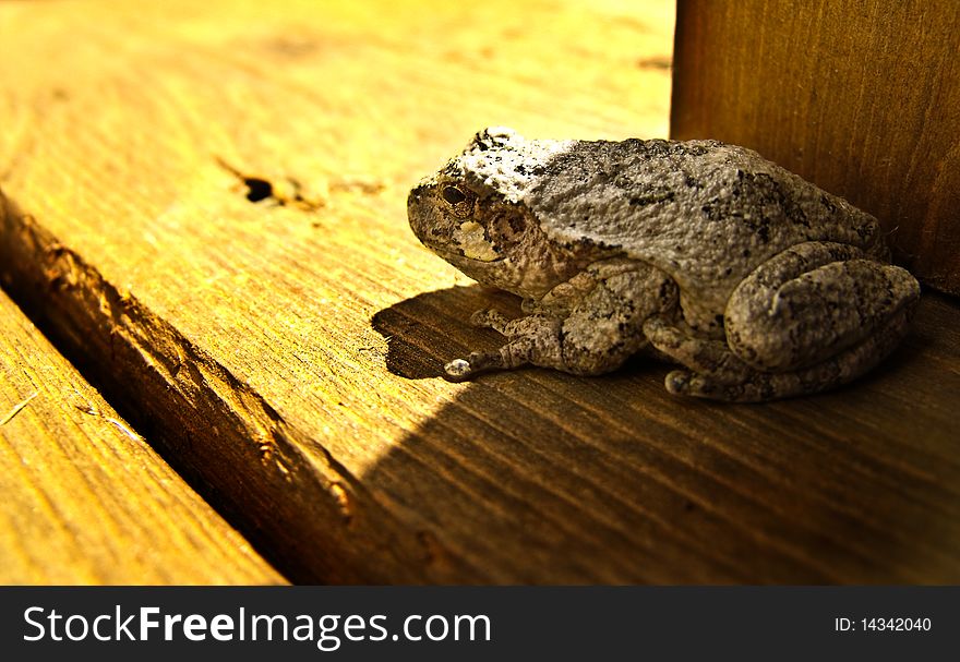 American Toad sitting on a deck.