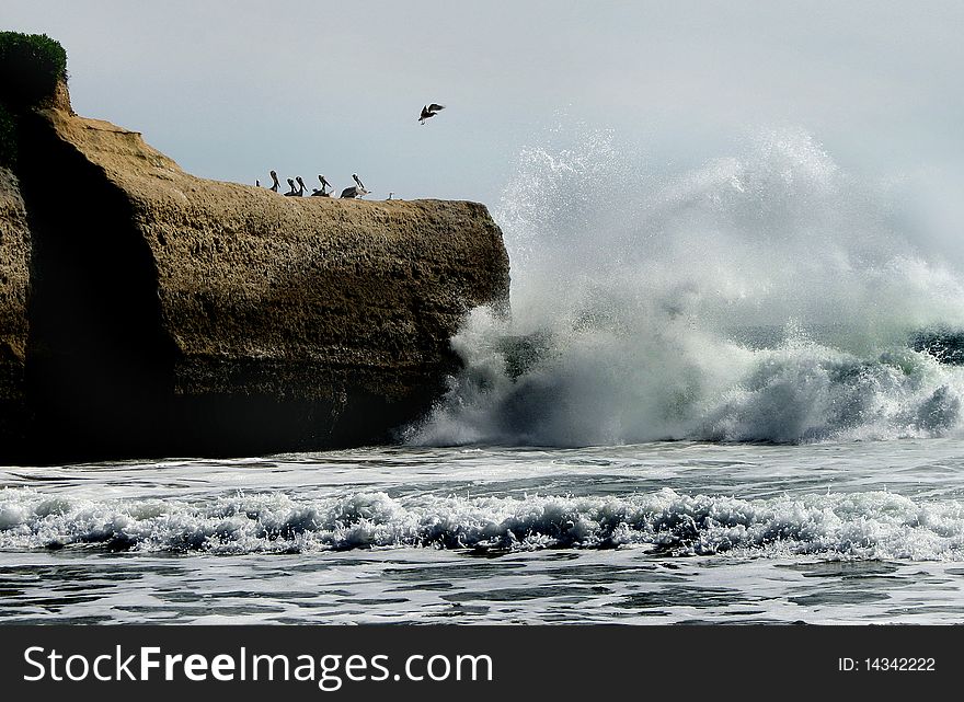 Picture represents big wave crashing to the stone beach and frighting the resting pelicans