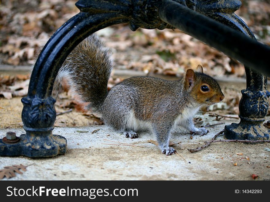 Picture represents squirrel below the bench in the park with fall leaves in the background