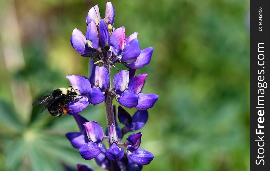 Picture represents bumble bee taking pollen from the wild lupin flower. Picture represents bumble bee taking pollen from the wild lupin flower