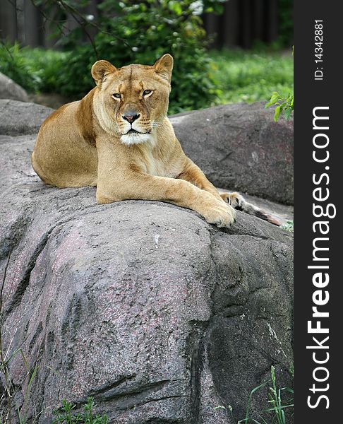 A lioness laying on a rock. A lioness laying on a rock