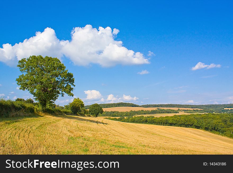 Golden field in summer with blue sky