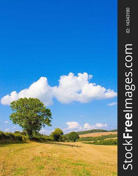 Golden field in summer with blue sky