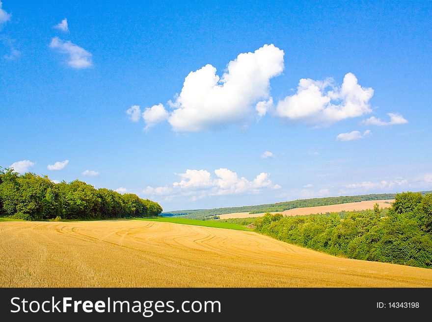 Golden field in summer with blue sky