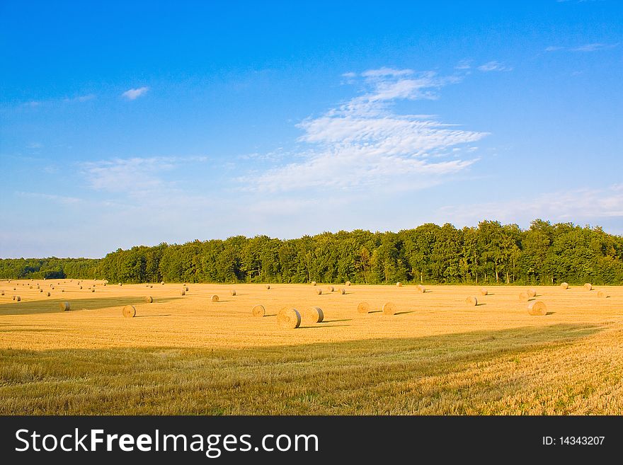 Golden field in summer with blue sky