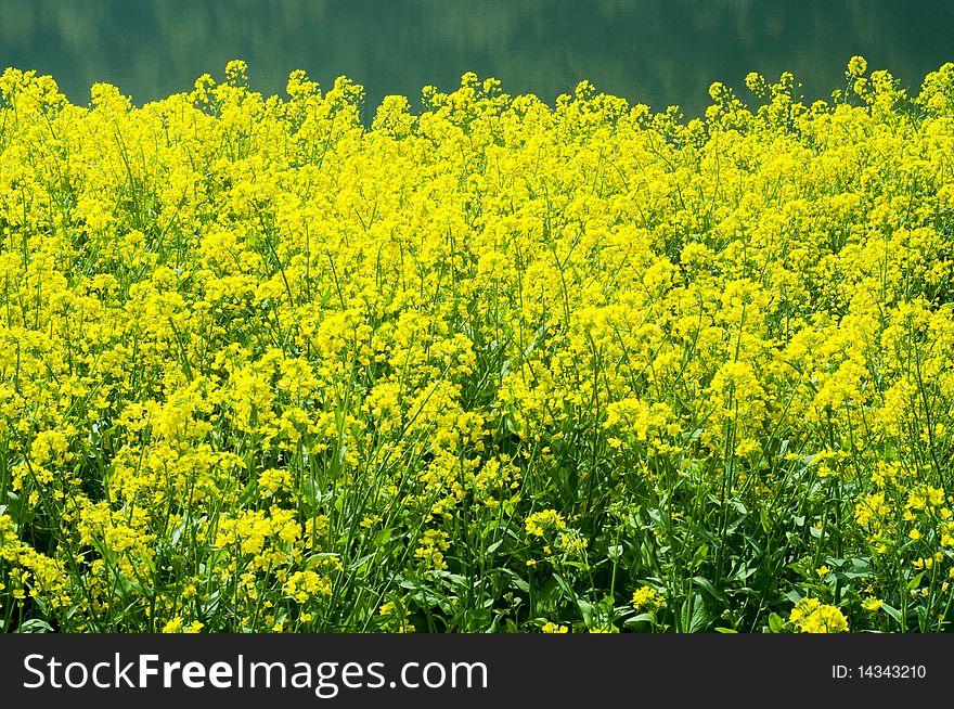 The beautiful flower at lakeside in the field. The beautiful flower at lakeside in the field