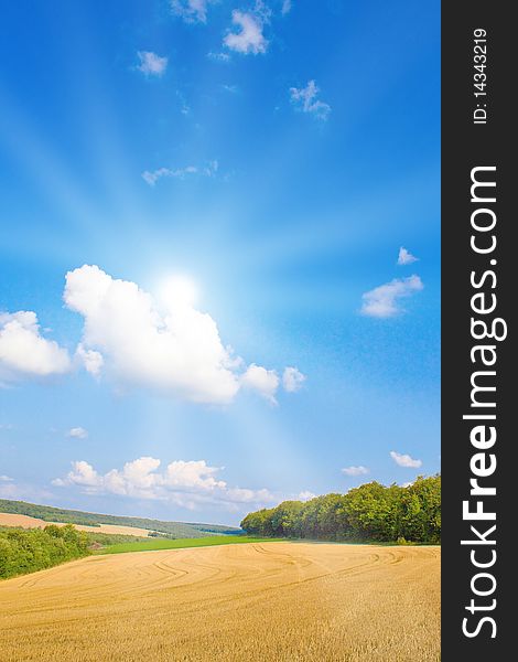 Golden field in summer with blue sky