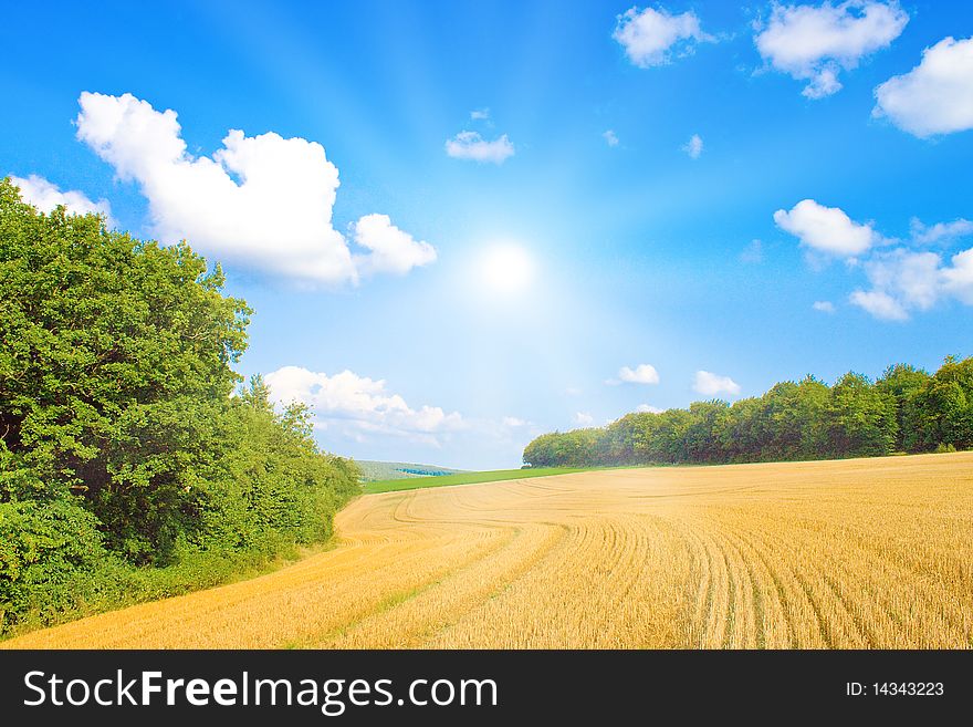 Golden Field With Sunlight