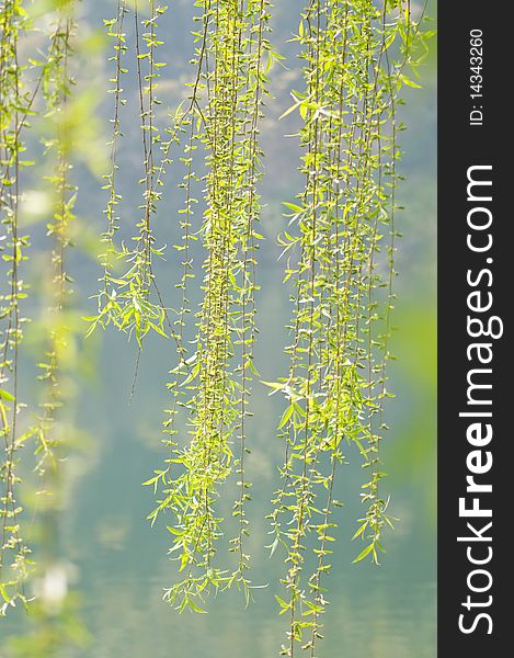 The slim willow branch with green leaves in spring