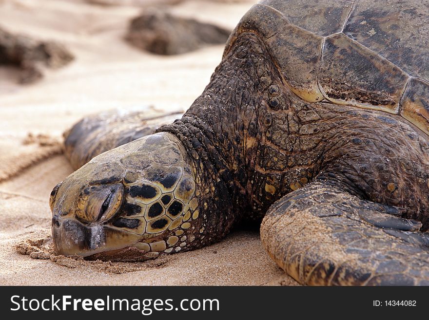 Photo of Turtle a sleep on North Shore of Oahu, Hawaii. Photo of Turtle a sleep on North Shore of Oahu, Hawaii