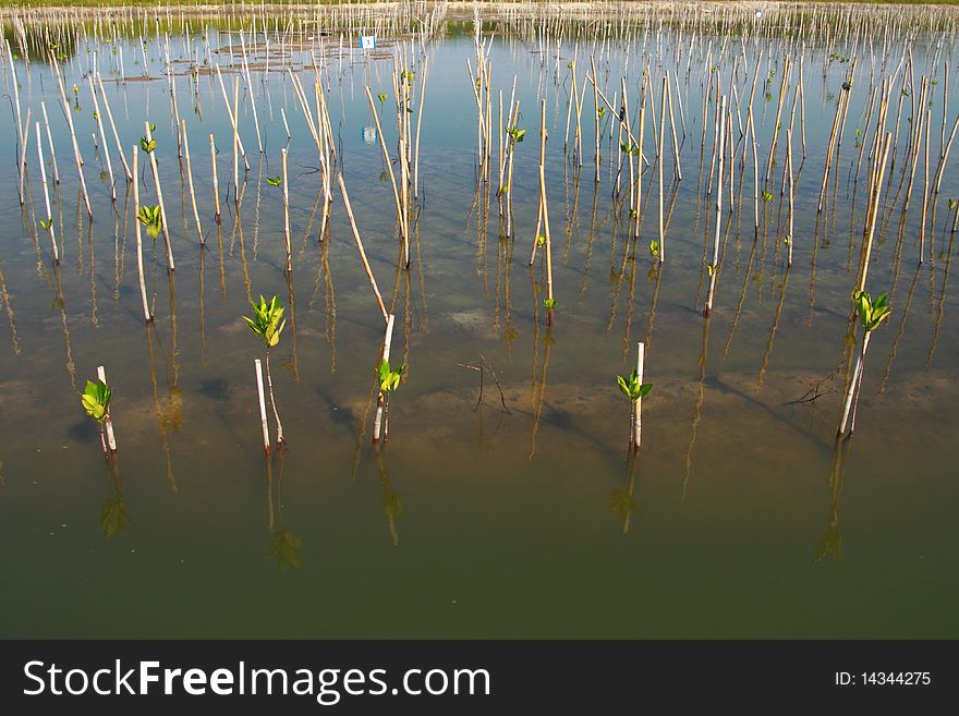 Young trees planting in water near the beach for produce oxygen