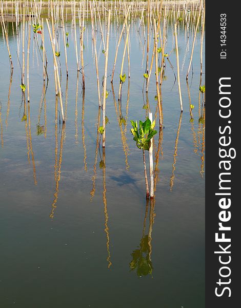 Young trees planting in water