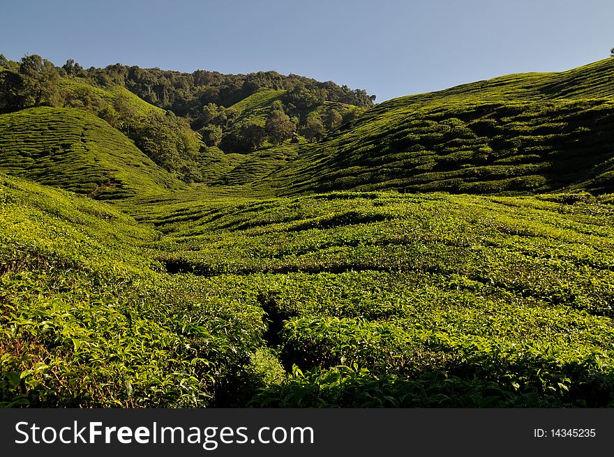 Cloudless sky with green tea plantation on sunny day. Cloudless sky with green tea plantation on sunny day