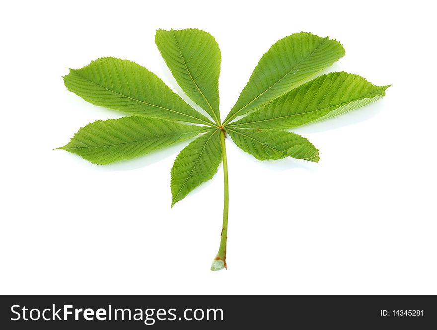 Leaves of chestnut are isolated on a white background