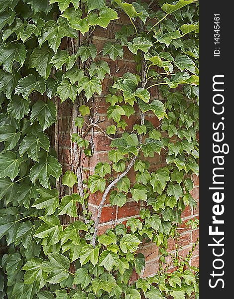 Ivy growing on a brick wall. Ivy growing on a brick wall