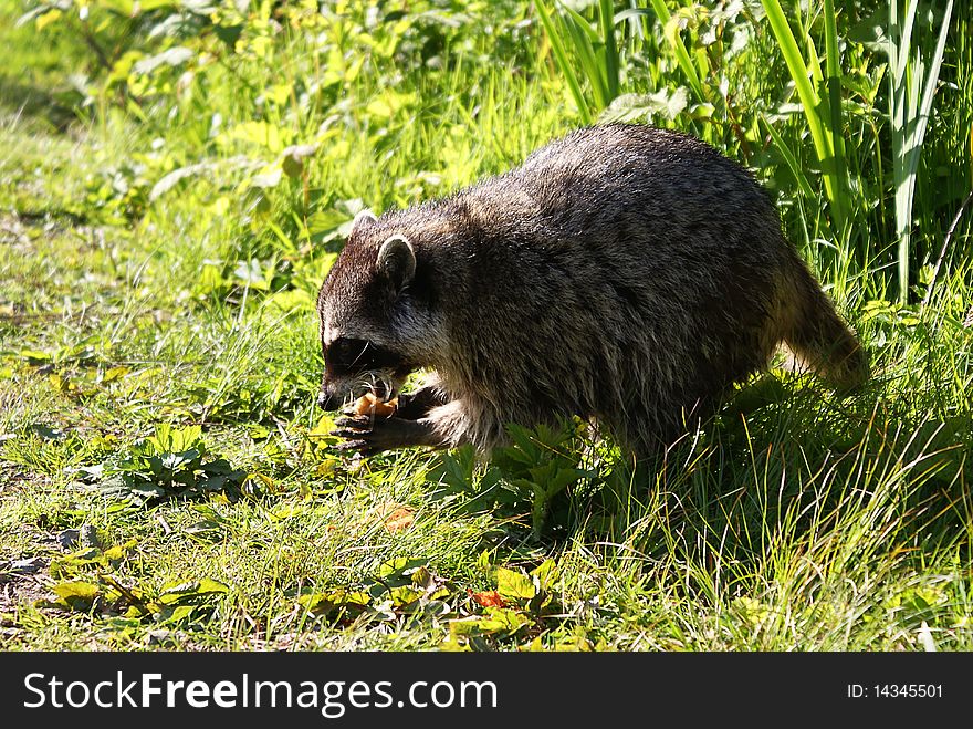 A raccoon enjoying its meal