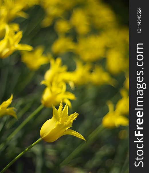 Beautiful yellow tulips in spring