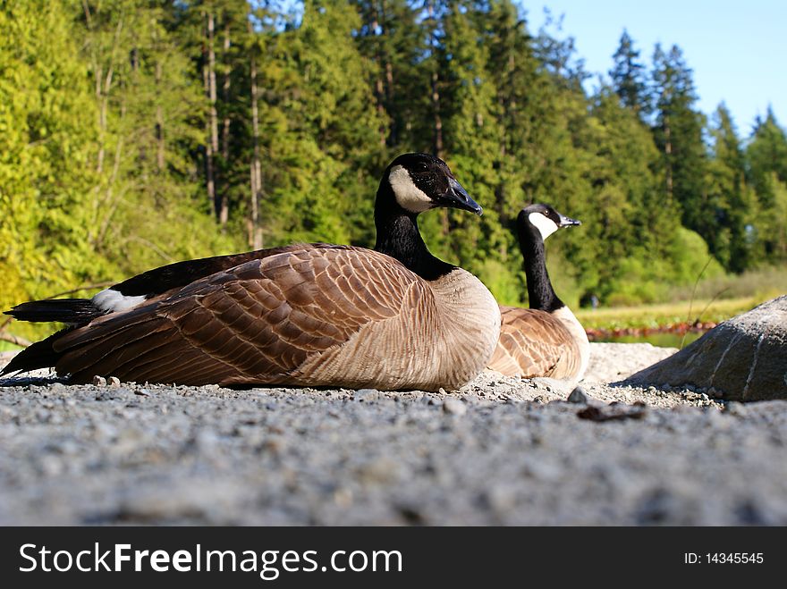 Canada geese resting by the lake