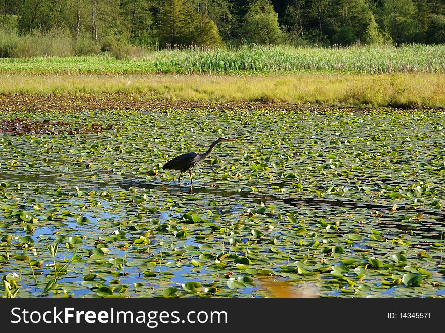 A lake covered with lilies and a heron