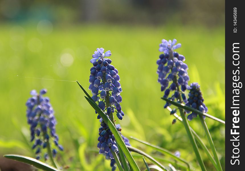 Blue flowers Hyacinths against green grass