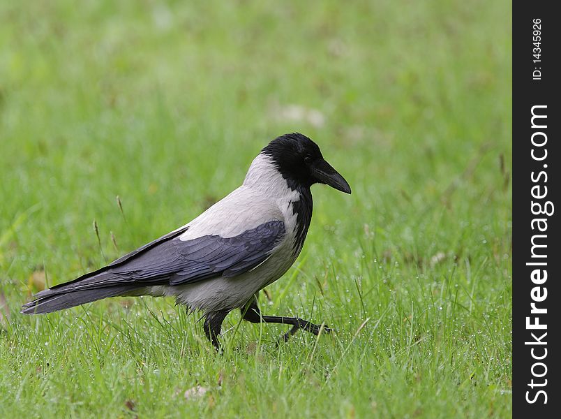 Hooded crow walking in the grass