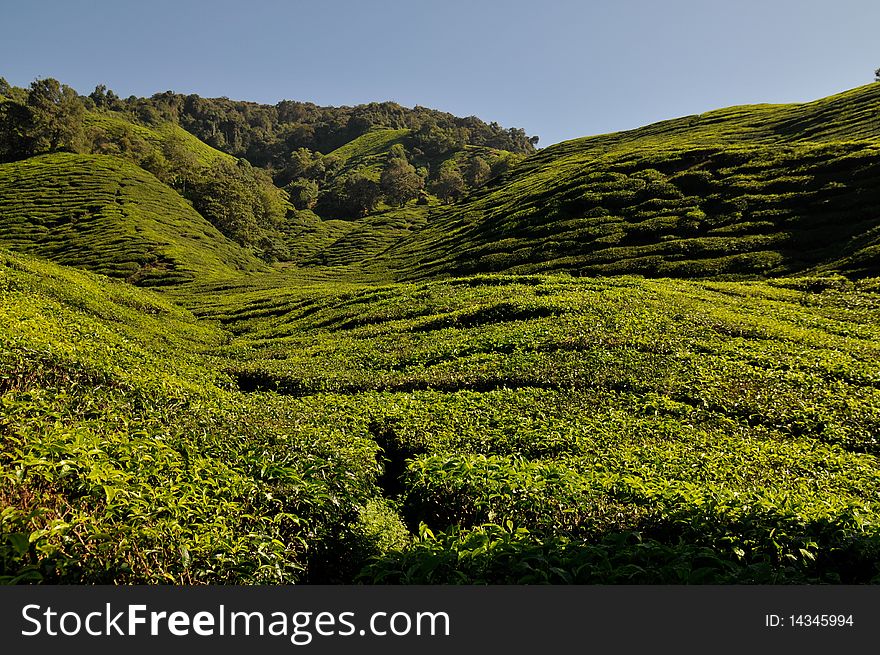 Sky and Tea Plantation