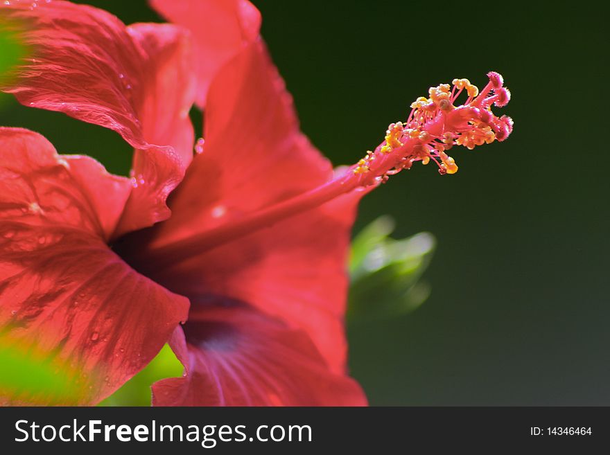 Beautifur red hibiscus with foliage glowing in the sun