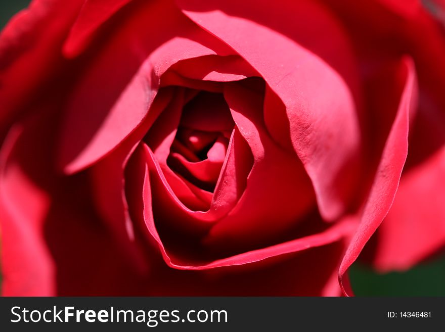 Macro image of red rose. Macro image of red rose