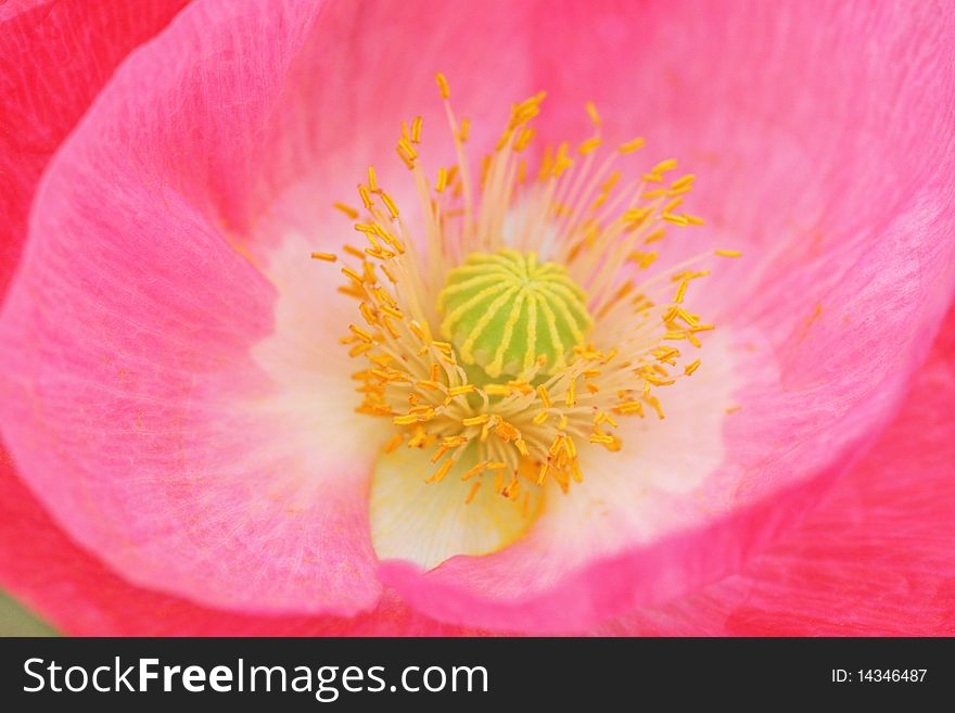 Extreme macro of marvellous pink poppy. Extreme macro of marvellous pink poppy