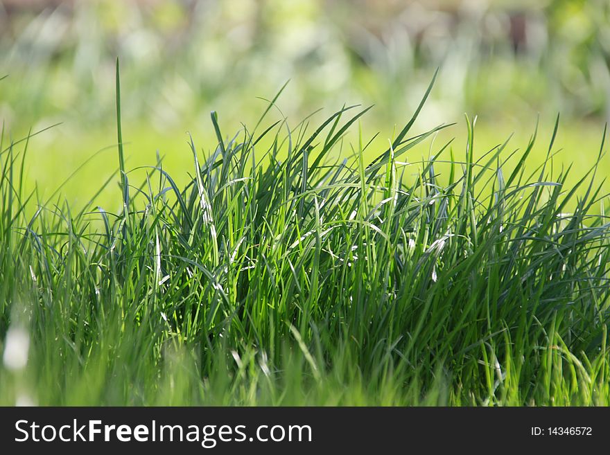 Nature green grass. Simple background